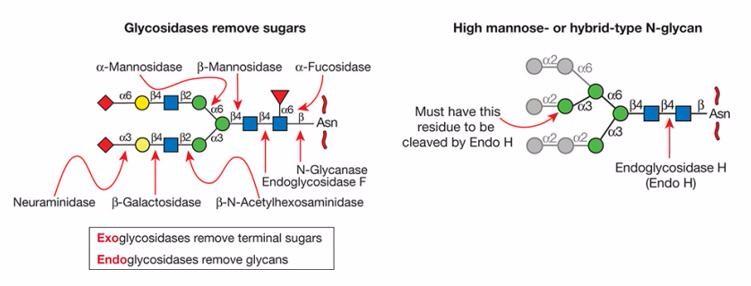 Structural Characterization of Glycans