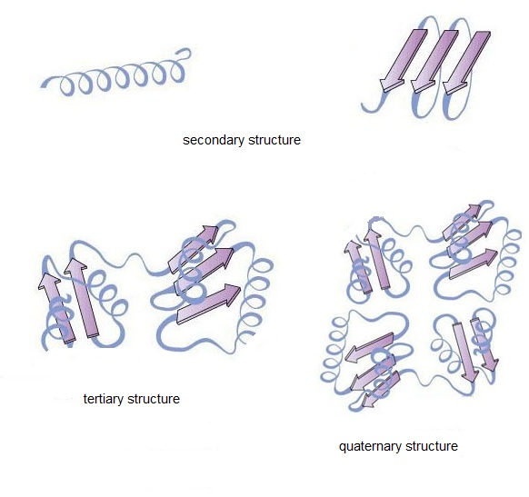 Four structural levels of the protein