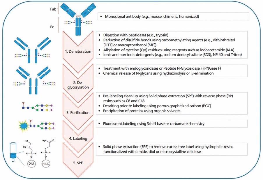 Microarray assessment of N-glycan-specific IgE and IgG profiles