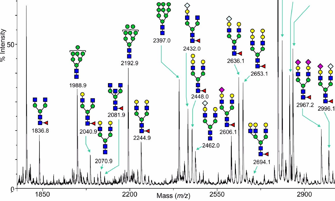 N-Glycans Profiling Services