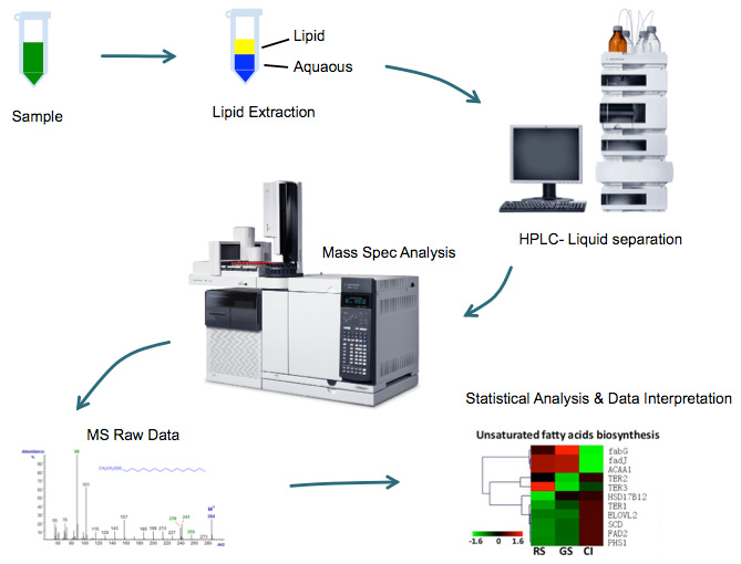 Yeast Untargeted Lipidomics Service