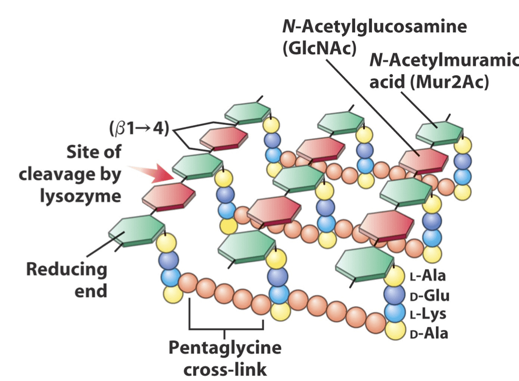 peptidoglycan structure in gram positive bacteria