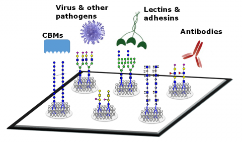 Figure 1. Schematic diagram of the various applications of glycan microarrays