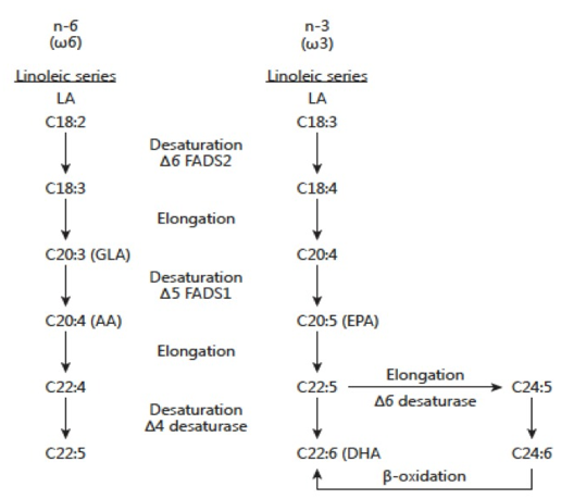 Omega-6 Fatty Acids Analysis Service