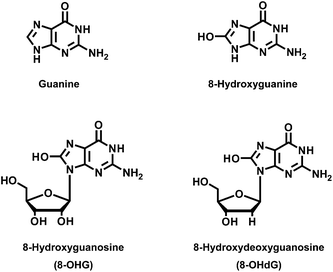8-Hydroxydeoxyguanosine Analysis Service