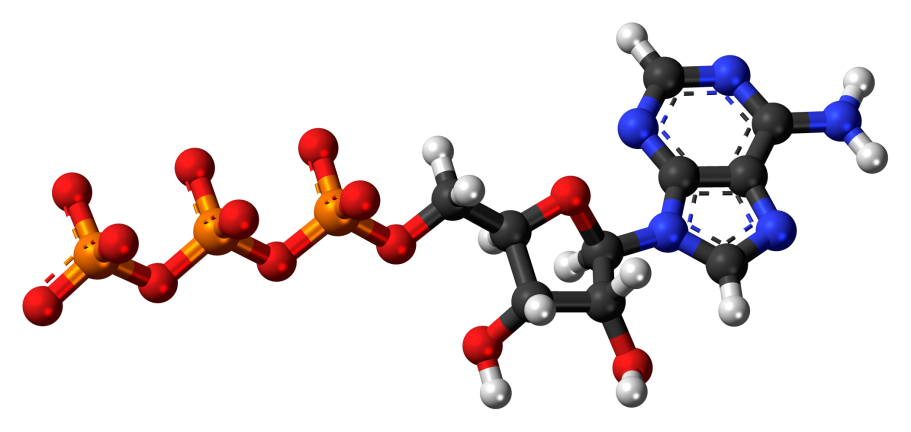 Adenosine Triphosphate Analysis Service