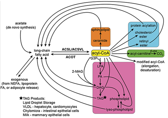 Acyl-CoAs Profile Service