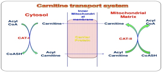 Acylcarnitine Analysis Service