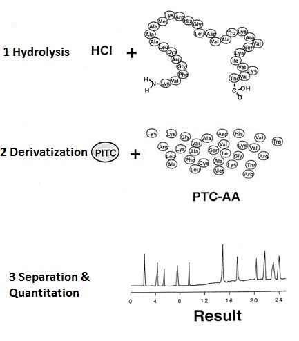 Amino Acid Analysis (AAA)