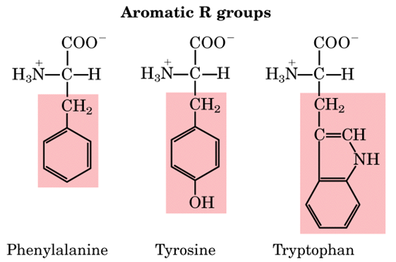 Aromatic Amino Acids Analysis Service - Creative Proteomics