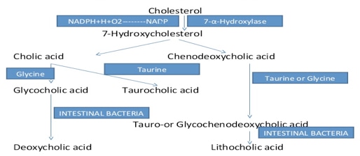 Bile Acids Analysis Service