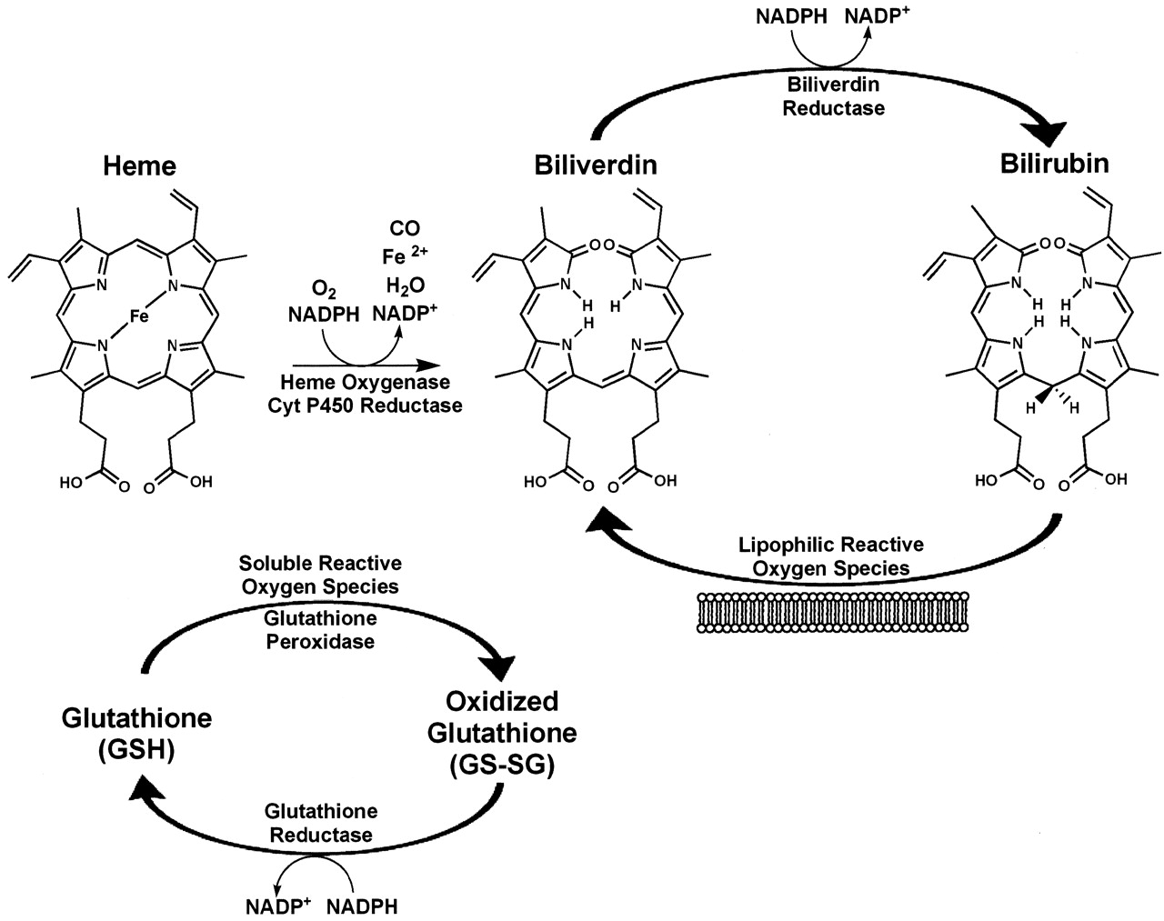 Biliverdini izomeri Analysis Service