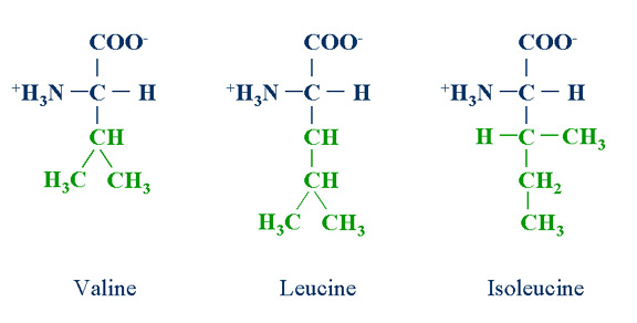 Structure of three branched chain amono acids