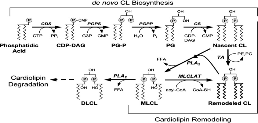 Cardiolipins Analysis Service