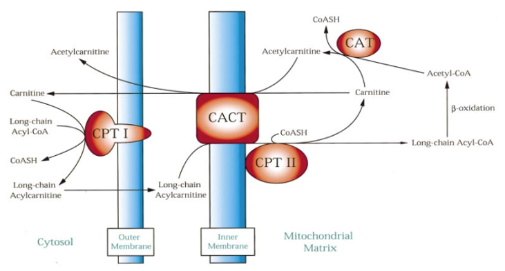 Carnitine Biosynthesis Analysis Service