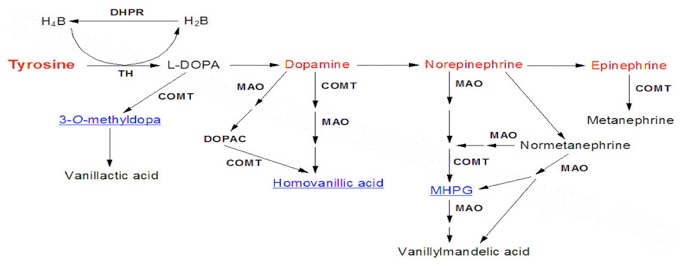 Catecholamines Analysis Service