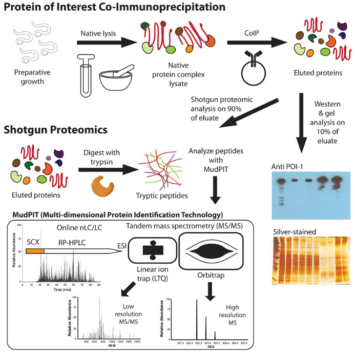 Co-immunoprécipitation (co-IP)