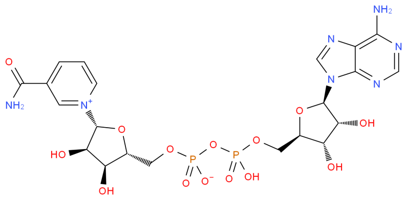 Coenzyme I Analysis Service