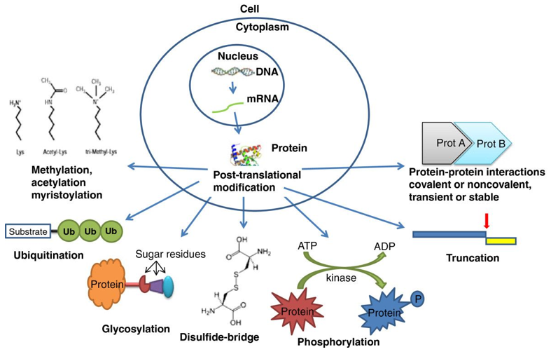 Most common protein PTMs possibly relevant in ASD