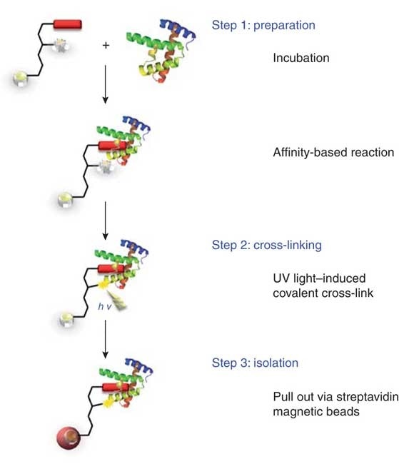 Crosslinking Protein Interaction Analysis