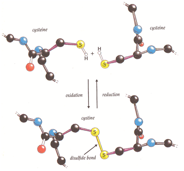 Image result for disulfide bond