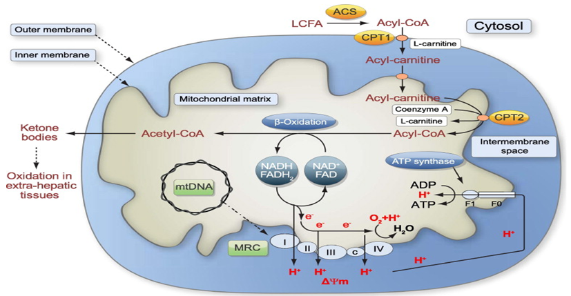 Fatty Acid Metabolism Analysis Service