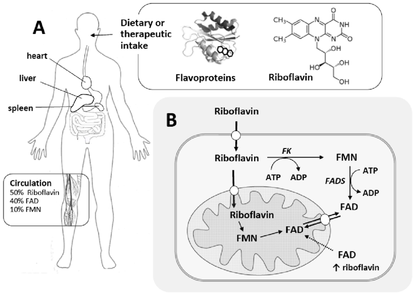 Flavins analysis.