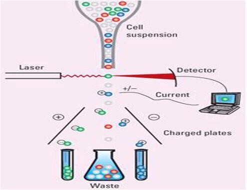 Flow Cytometry (FACS) Service