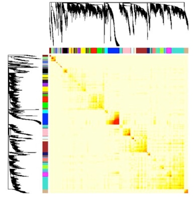 Gene Co-expression Network Analysis Service