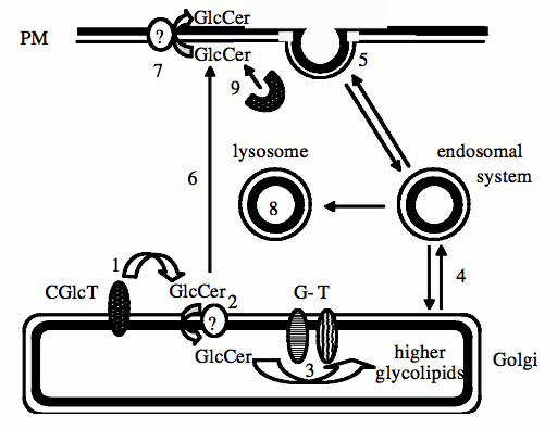 glucosylceramide Analysis Service