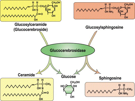 Glucosylsphingosine Analysis Service