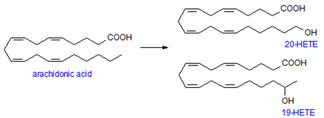 Hydroxy-eicosatetraenoic acids (HETEs) Analysis Service