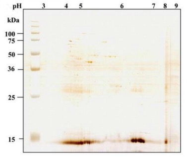 Figure 1 2D-DIGE silver stain of a harvested product