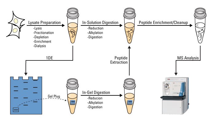 Introduce to Protein Digestion—In-Gel or In-Solution