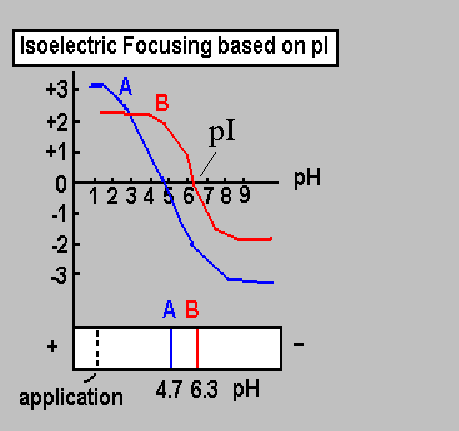 Lowering the Isoelectric Point of the Fv Portion of 