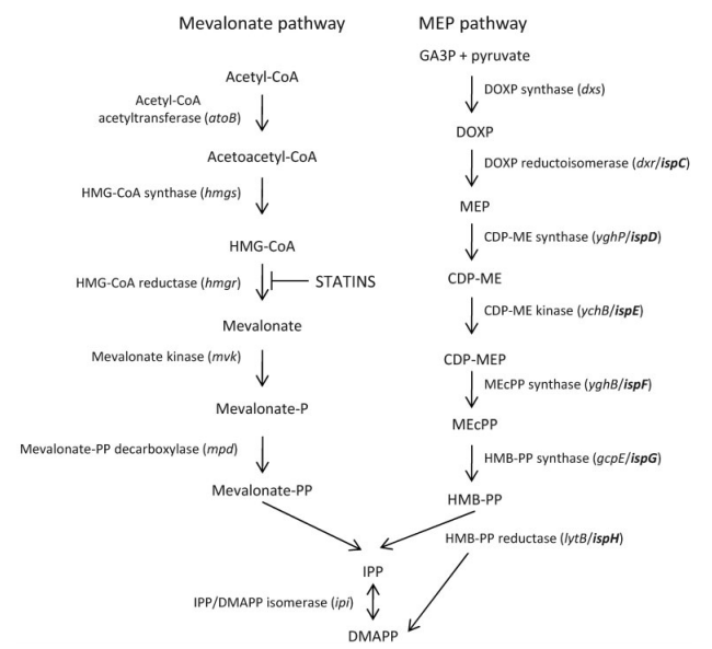 The isoprenoid biosynthesis pathway. 