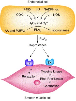 Biological function for isoprostanes