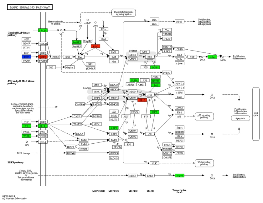 KEGG Annotation Analysis Service
                            Online Inquiry