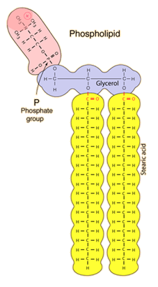 Lipid CLASS Profiles Service