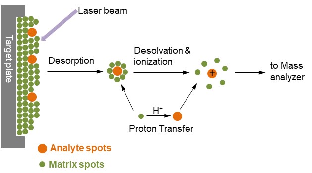 MALDI-TOF Espectrometria de Massa