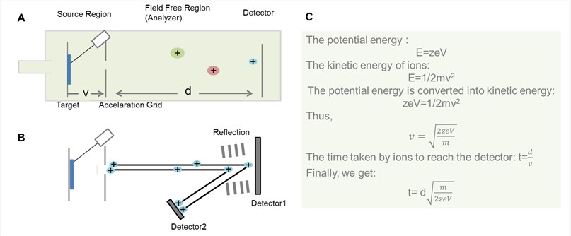 MALDI-TOF Mass Spectrometry