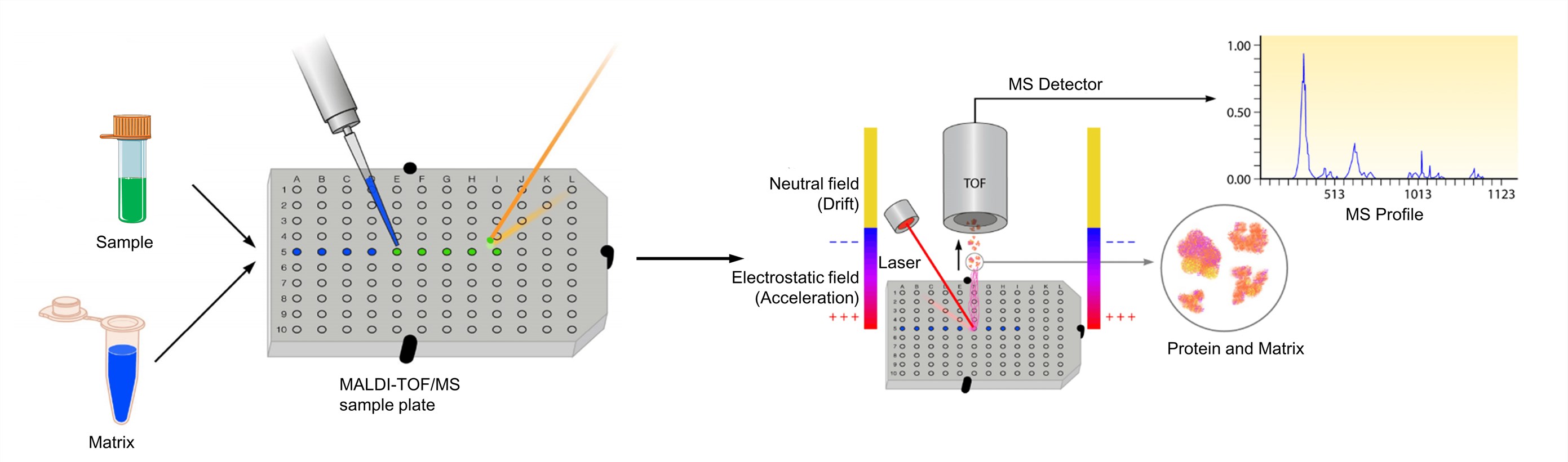 MALDI-TOF Mass Spectrometry