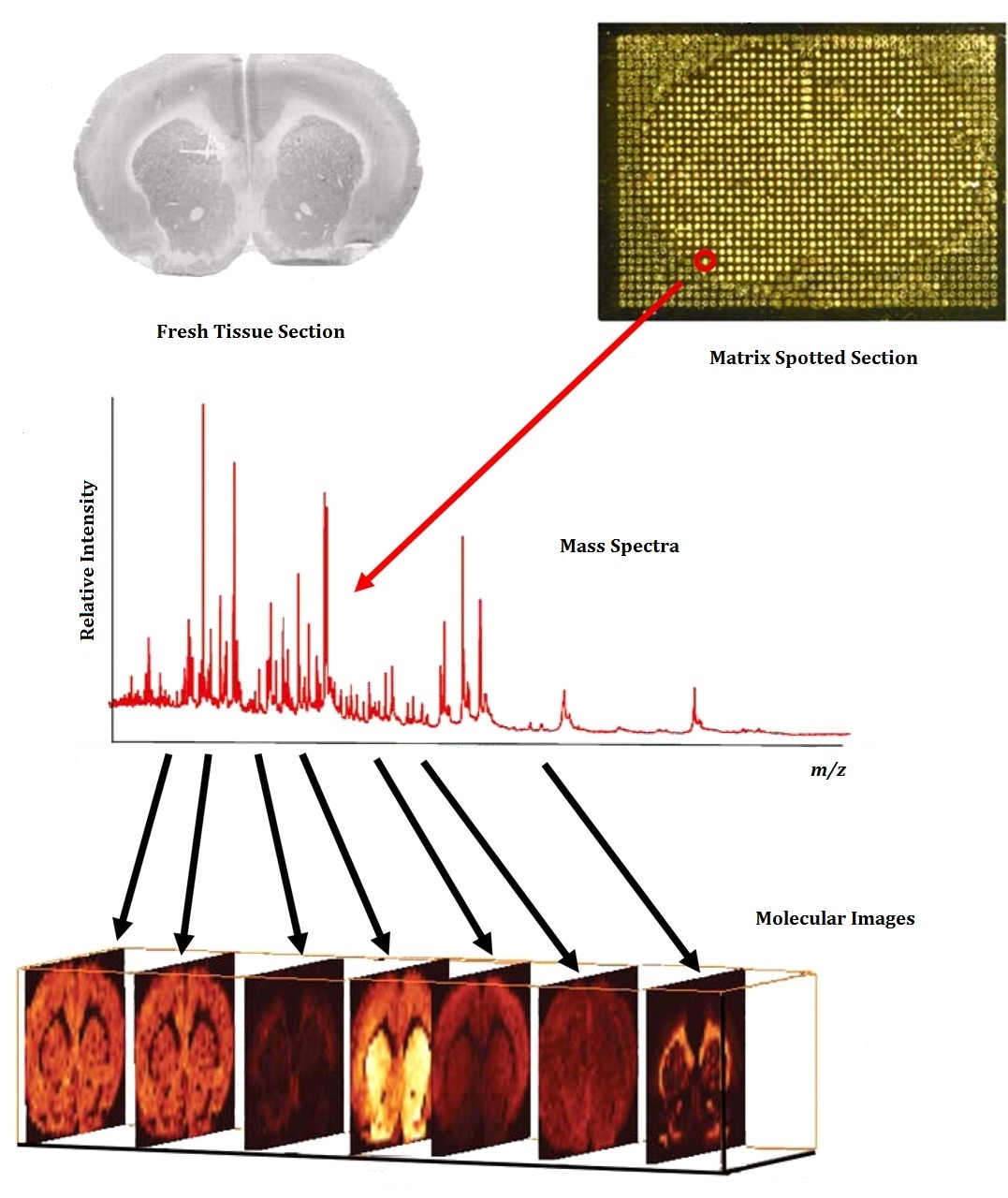 mass spectrometry