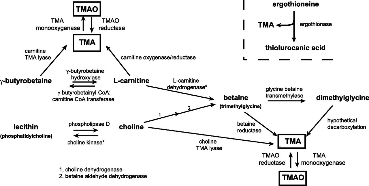 Meat Biomarkers (TMAO)