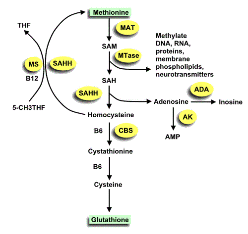 Methionine Cycle Analysis Service