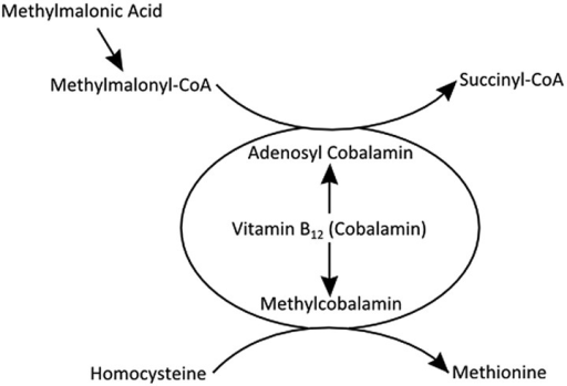 Methylmalonic Acid Analysis Service