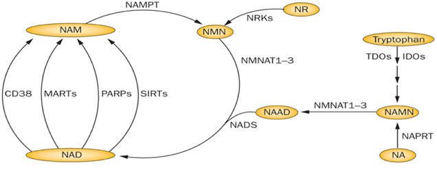 NAD Metabolites Analysis Service