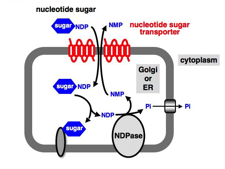 Nucleotide  Sugars Analysis Service