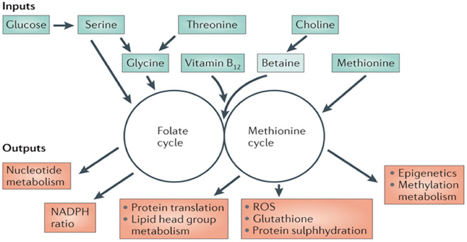 One-carbon-Metabolism-Analysis-Service.jpg