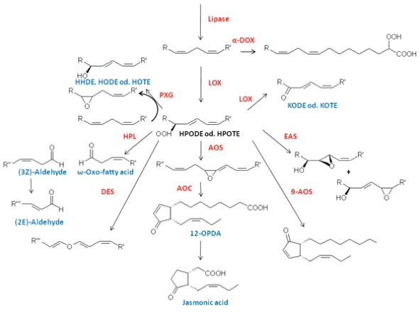  Oxylipins Analysis Service